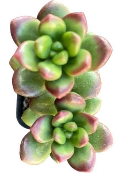 Sedum Lucidum Obesum Succulent - 5,5 cm Saksıda - Parlak Yağ Damkoruğu Sukulent