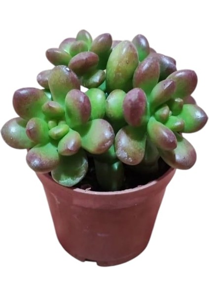 Sedum Lucidum Obesum Succulent - 5,5 cm Saksıda - Parlak Yağ Damkoruğu Sukulent