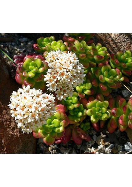 Sedum Lucidum Obesum Succulent - 5,5 cm Saksıda - Parlak Yağ Damkoruğu Sukulent