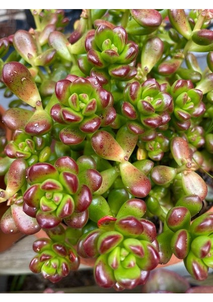 Sedum Lucidum Obesum Succulent - 5,5 cm Saksıda - Parlak Yağ Damkoruğu Sukulent