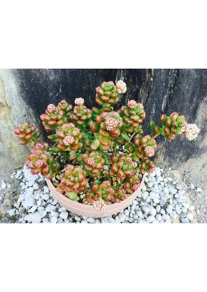 Sedum Lucidum Obesum Succulent - 5,5 cm Saksıda - Parlak Yağ Damkoruğu Sukulent