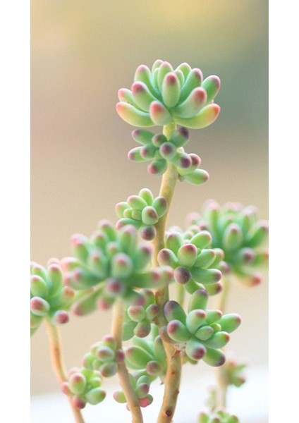 Sedum Pachyphyllum Jelly Beans Succulent - 5,5 cm Saksıda - Jole Fasulye Damkoruğu Sukulent