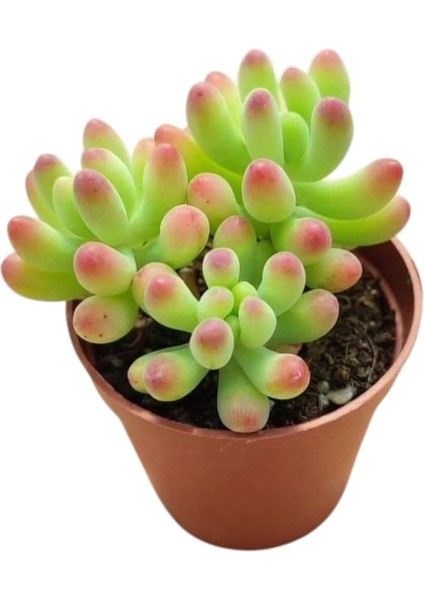 Sedum Pachyphyllum Jelly Beans Succulent - 5,5 cm Saksıda - Jole Fasulye Damkoruğu Sukulent