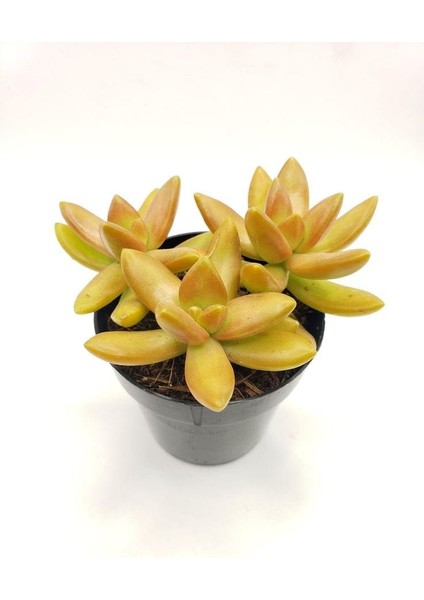 Sedum Golden Adolphii Succulent - 5,5 cm Saksıda - Kulak Otu Altın Sedum Damkoruğu Sukulent