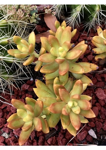 Sedum Golden Adolphii Succulent - 5,5 cm Saksıda - Kulak Otu Altın Sedum Damkoruğu Sukulent