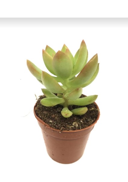 Sedum Golden Adolphii Succulent - 5,5 cm Saksıda - Kulak Otu Altın Sedum Damkoruğu Sukulent