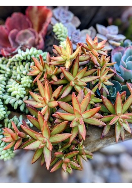 Sedum Firestorm Adolphii Succulent - 5,5 cm Saksıda - Ateş Fırtınası Damkoruğu Sukulent