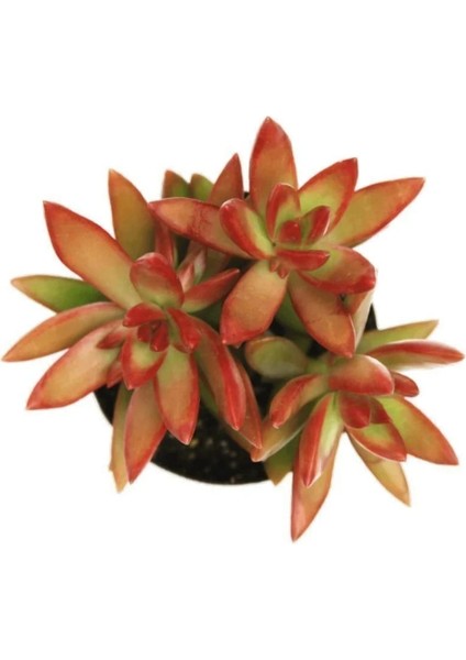 Sedum Firestorm Adolphii Succulent - 5,5 cm Saksıda - Ateş Fırtınası Damkoruğu Sukulent