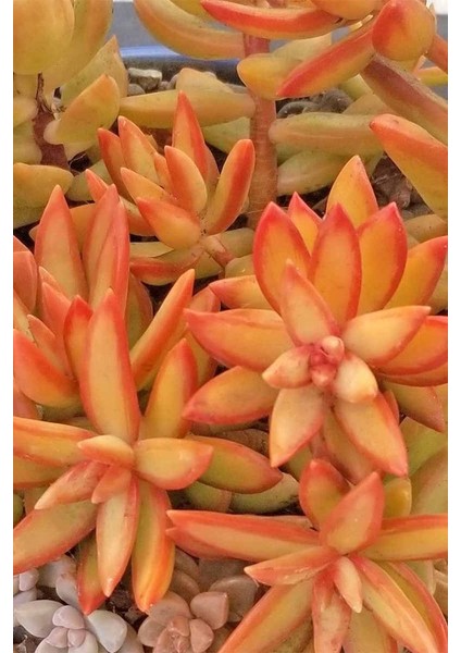 Sedum Firestorm Adolphii Succulent - 5,5 cm Saksıda - Ateş Fırtınası Damkoruğu Sukulent