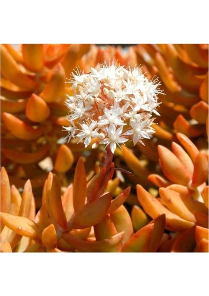 Sedum Firestorm Adolphii Succulent - 5,5 cm Saksıda - Ateş Fırtınası Damkoruğu Sukulent