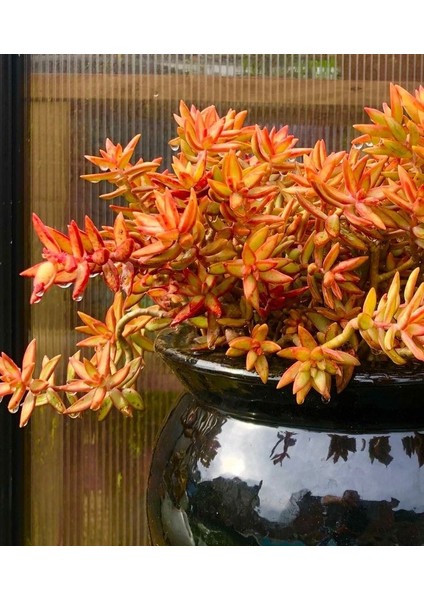 Sedum Firestorm Adolphii Succulent - 5,5 cm Saksıda - Ateş Fırtınası Damkoruğu Sukulent