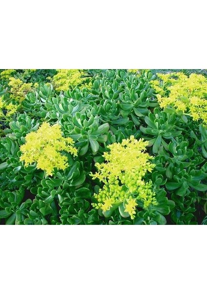 Sedum Praealtum Succulent - 5,5 cm Saksıda - Horoz İbiği Damkoruğu Sukulent