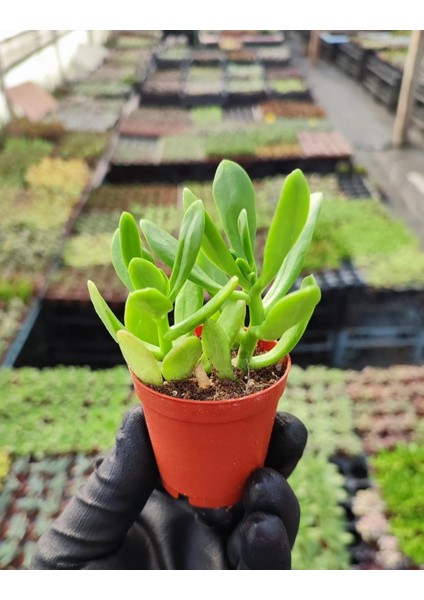 Sedum Praealtum Succulent - 5,5 cm Saksıda - Horoz İbiği Damkoruğu Sukulent