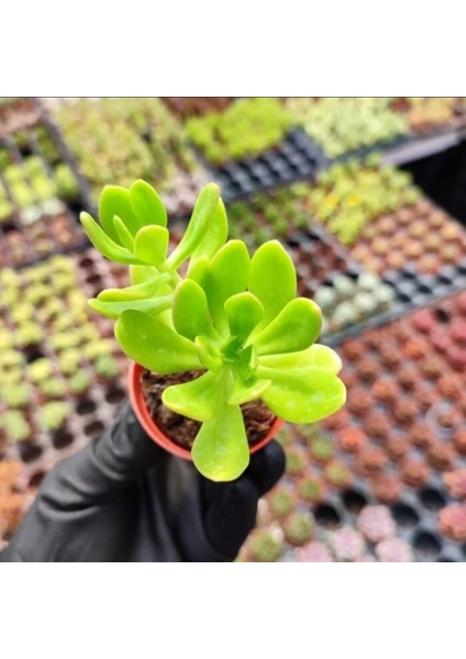 Sedum Praealtum Succulent - 5,5 cm Saksıda - Horoz İbiği Damkoruğu Sukulent