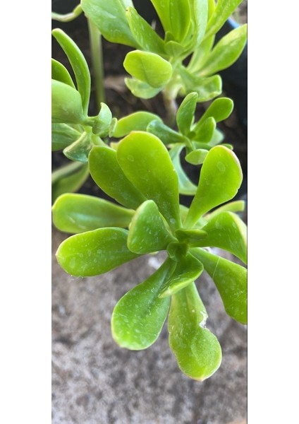 Sedum Praealtum Succulent - 5,5 cm Saksıda - Horoz İbiği Damkoruğu Sukulent