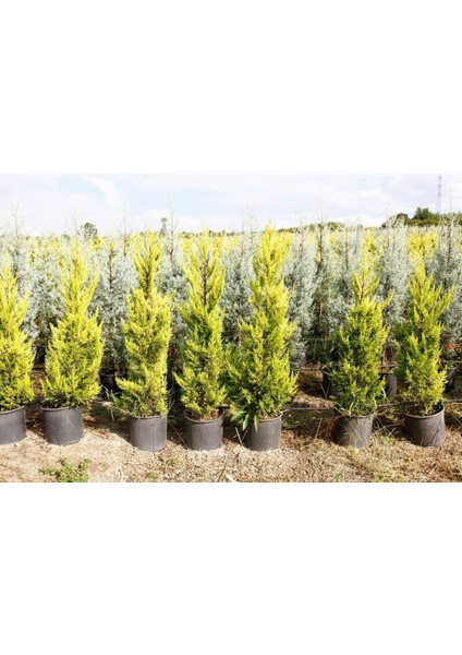 Limoni Servi 5 Adet - Büyük Boy - Sarı Çit Bitkisi 100-150 Cm