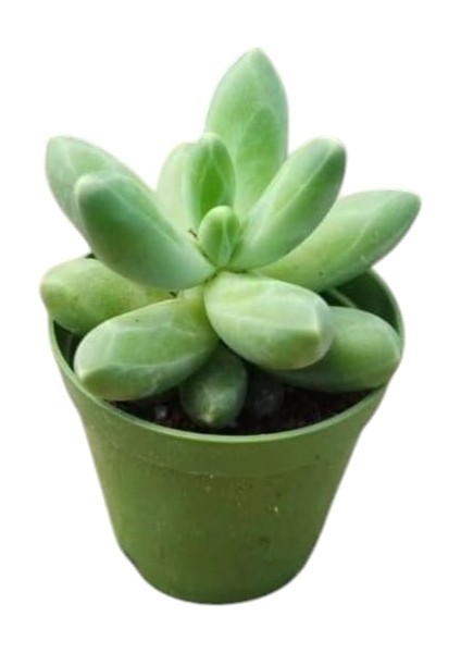 Sedum Pachyphytum Compactum Succulent - 5,5 cm Saksıda - Mücevher Damkoruğu Sukulent