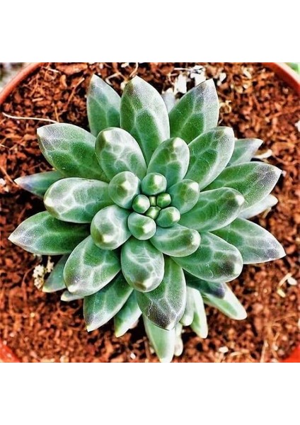 Sedum Pachyphytum Compactum Succulent - 5,5 cm Saksıda - Mücevher Damkoruğu Sukulent