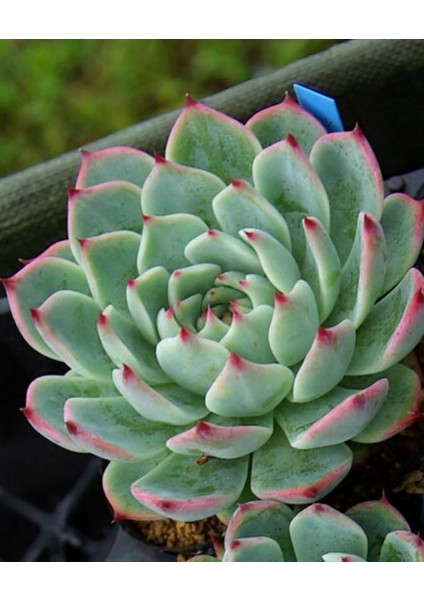 Renkli Pudralı Eçeverya Sukulent - 5,5 cm Saksıda - Echeveria (Eçeverya) Colorata Succulent