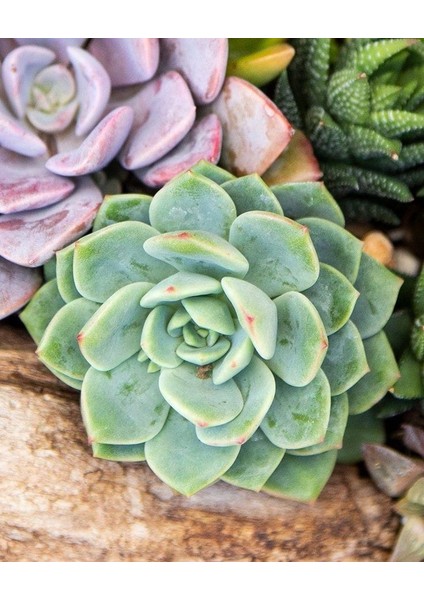 Renkli Pudralı Eçeverya Sukulent - 5,5 cm Saksıda - Echeveria (Eçeverya) Colorata Succulent