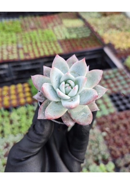 Renkli Pudralı Eçeverya Sukulent - 5,5 cm Saksıda - Echeveria (Eçeverya) Colorata Succulent