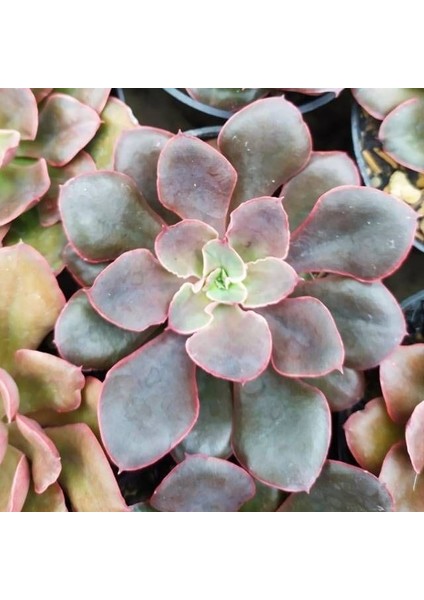 Boyalı Fırfırlar Eçeverya Sukulent - 5,5 cm Saksıda - Echeveria Painted Frills Succulent