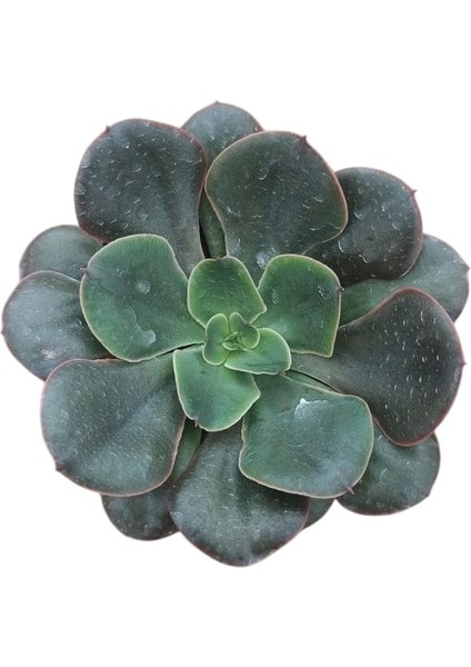 Boyalı Fırfırlar Eçeverya Sukulent - 5,5 cm Saksıda - Echeveria Painted Frills Succulent