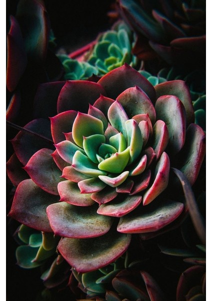 Boyalı Fırfırlar Eçeverya Sukulent - 5,5 cm Saksıda - Echeveria Painted Frills Succulent