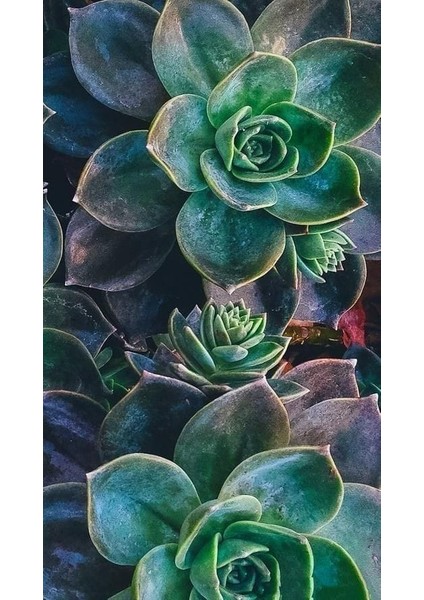 Boyalı Fırfırlar Eçeverya Sukulent - 5,5 cm Saksıda - Echeveria Painted Frills Succulent