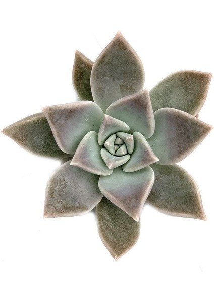 Güneş Kraliçe Eçeverya Sukulent - 5,5 cm Saksıda - Echeveria Silver Queen Succulent