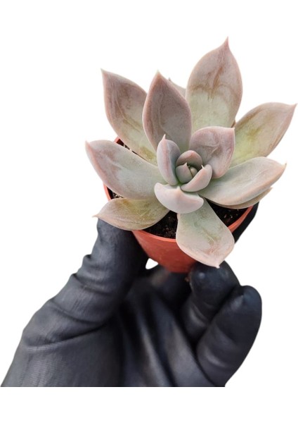 Güneş Kraliçe Eçeverya Sukulent - 5,5 cm Saksıda - Echeveria Silver Queen Succulent