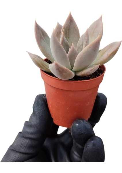 Güneş Kraliçe Eçeverya Sukulent - 5,5 cm Saksıda - Echeveria Silver Queen Succulent