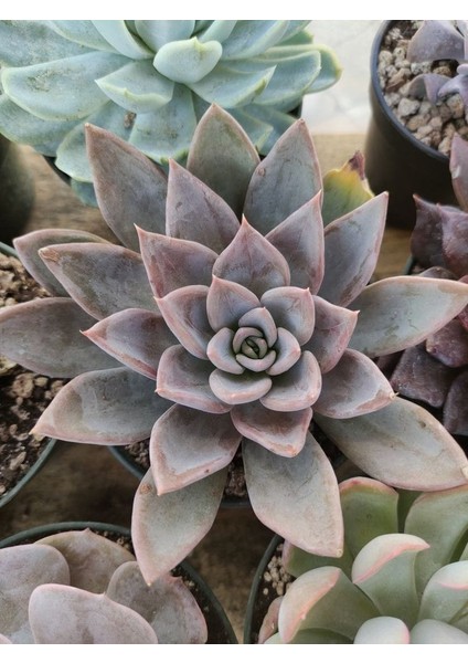 Güneş Kraliçe Eçeverya Sukulent - 5,5 cm Saksıda - Echeveria Silver Queen Succulent