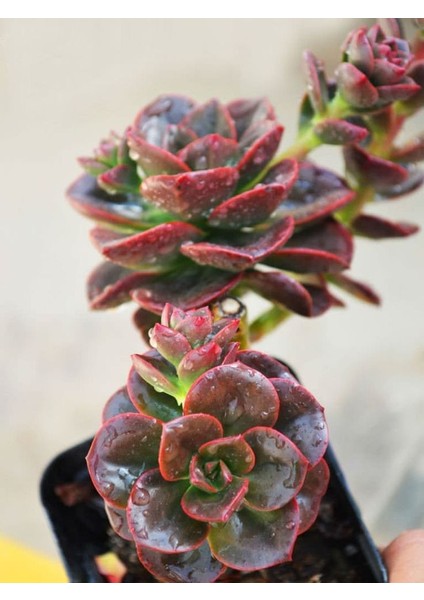 Pekmez Eçeverya Sukulent - 5,5 cm Saksıda - Echeveria Melaco Succulent