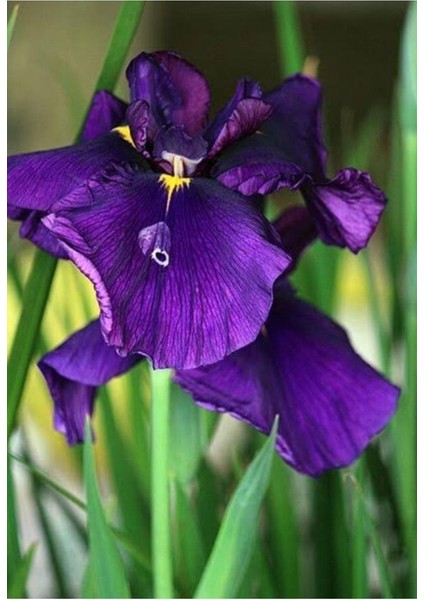 Koyu Mavi Süsen Iris Zambak Çiçeği 10-20 cm