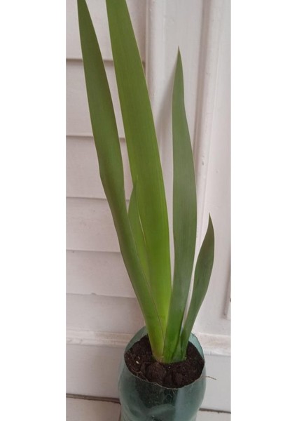 Koyu Mavi Süsen Iris Zambak Çiçeği 10-20 cm