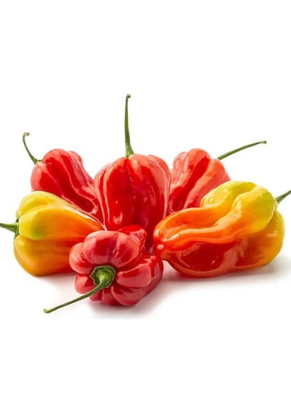 Kırmızı Jamaika Acı Biber Tohumu Red Scotch Bonnet Jamaican