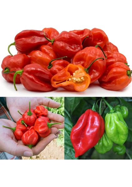 Kırmızı Jamaika Acı Biber Tohumu Red Scotch Bonnet Jamaican