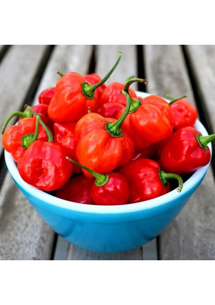 Kırmızı Jamaika Acı Biber Tohumu Red Scotch Bonnet Jamaican