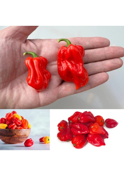 Kırmızı Jamaika Acı Biber Tohumu Red Scotch Bonnet Jamaican