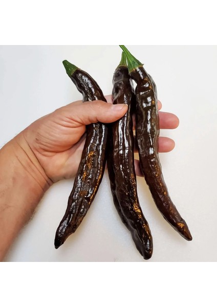 Pasilla Banjio Acı Biber Tohumu Pasilla Bajio Hot Pepper Capsicum Annuum