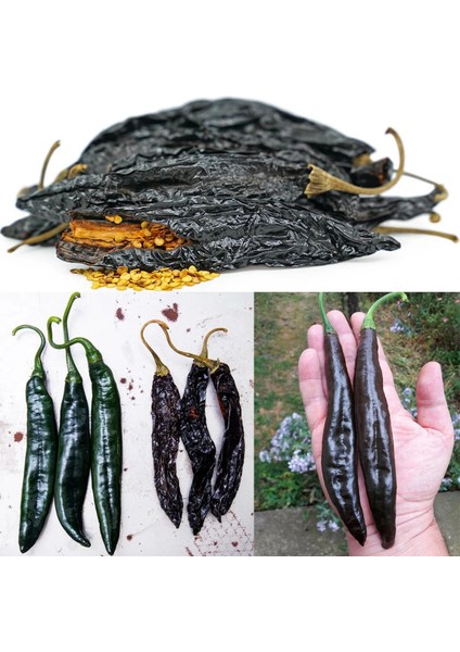 Pasilla Banjio Acı Biber Tohumu Pasilla Bajio Hot Pepper Capsicum Annuum fiyatları