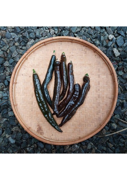 Pasilla Banjio Acı Biber Tohumu Pasilla Bajio Hot Pepper Capsicum Annuum indirimleri