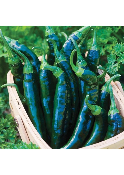 Pasilla Banjio Acı Biber Tohumu Pasilla Bajio Hot Pepper Capsicum Annuum