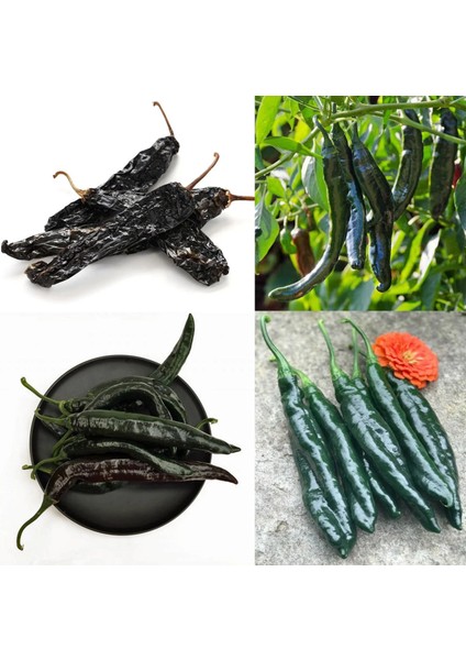 Pasilla Banjio Acı Biber Tohumu Pasilla Bajio Hot Pepper Capsicum Annuum