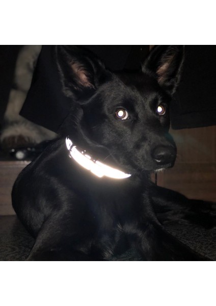 Kahve Tarzı L Beden Yansıtıcı Köpek Tasma Kişiselleştirilmiş Deri Evcil Hayvan Tasmaları Kedi Kimlik Etiketi Küçük Orta Büyük Evcil Hayvanlar Için Isim Tel No.zincirler Köpekler Hediye (Yurt Dışından) fırsatları