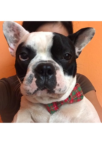 Gri Çizgili Tasma Stili S Beden Ingiliz Stili Yaylı Pet Tasma Küçük Orta Köpekler Için Aksesuarlar Ayarlanabilir Yavru Kedi Köpek Tasmaları ve Tasmaları Mascotas Zincir (Yurt Dışından) fırsatları