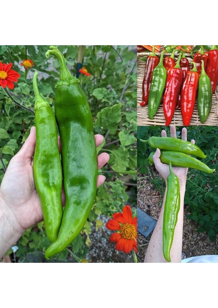 Big Jim Biber Tohumu Orta Acı fiyatları
