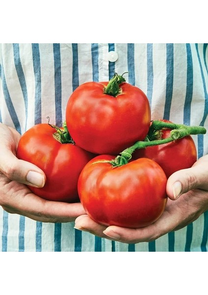 Rutger Domates Tohumu Geleneksel Rutgers Tomato Seeds