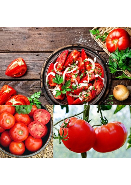 Rutger Domates Tohumu Geleneksel Rutgers Tomato Seeds